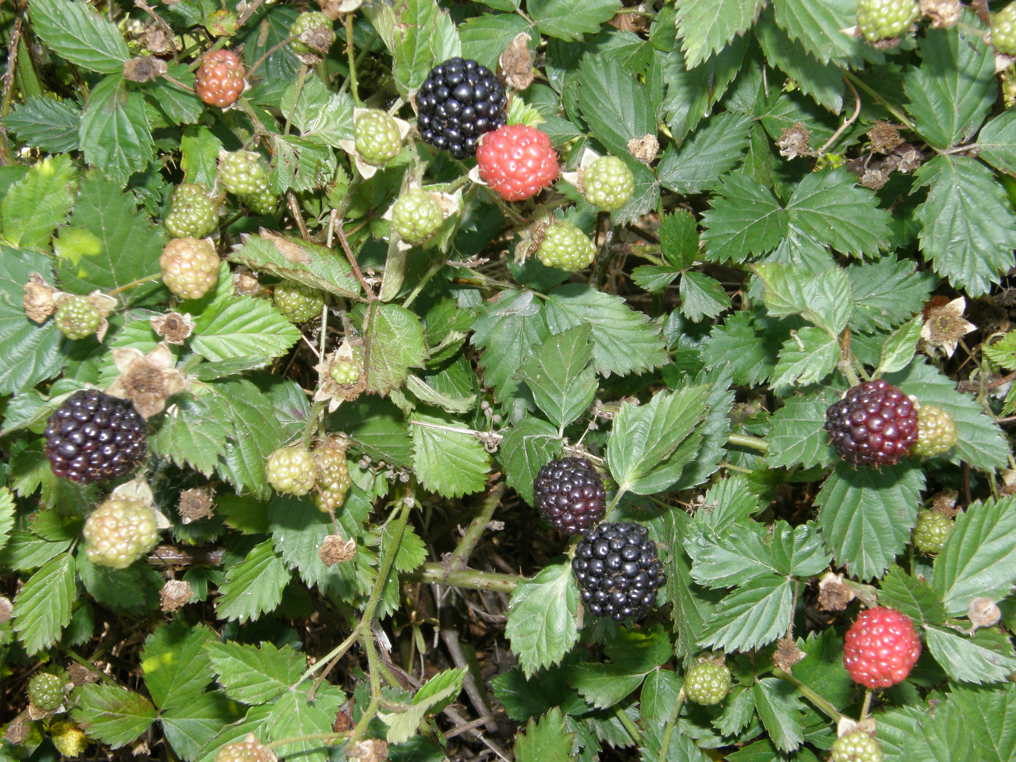 Blackberries:  Discover the keys to a successful crop